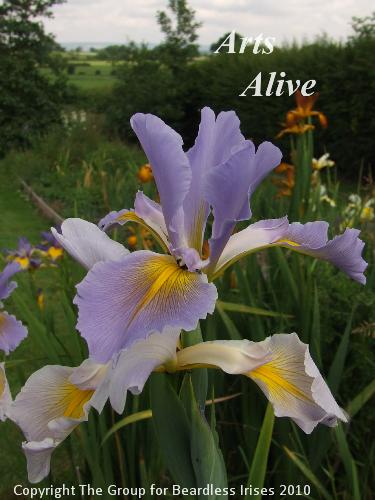 spuria Art's Alive 